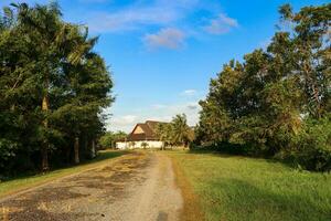 paysage images, vert nature, des arbres photo