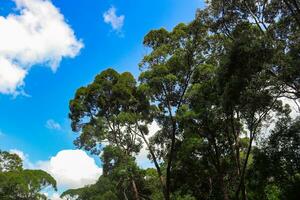 paysage images, vert nature, des arbres photo