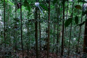 paysage images, vert nature, des arbres photo