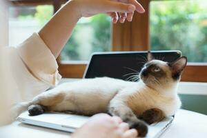 femme travail de Accueil avec chat. chat endormi sur le portable clavier. assistant chat travail à portable photo