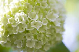 délicat blanc fleur de viorne dans une fermer dans une Naturel environnement sur une arbre photo