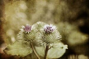 été violet chardon fleur parmi verdure dans une sauvage prairie, photo