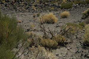 intéressant original plante croissance sur le pistes de le teide volcan sur le Espagnol canari île Tenerife dans fermer sur une chaud été journée photo