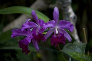 délicat coloré fleurs orchidées croissance dans une Naturel environnement dans botanique verger photo