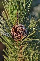 givré vert étoile brindille de une Noël arbre dans le hiver Soleil photo