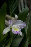 délicat coloré fleurs orchidées croissance dans une Naturel environnement dans botanique verger photo