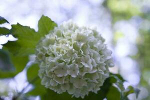 délicat blanc fleur de viorne dans une fermer dans une Naturel environnement sur une arbre photo