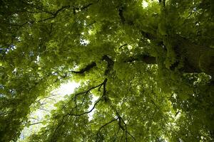 vert grand châtaigne arbre printemps formant un original Contexte photo