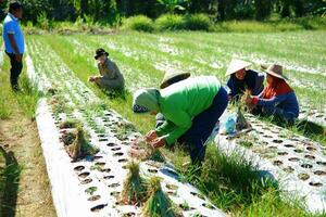 kuaro kalimantan Timour, Indonésie 29 août 2023. Les agriculteurs sont récolte échalotes dans le jardin photo