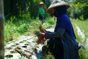 kuaro kalimantan Timour, Indonésie 29 août 2023. Les agriculteurs sont récolte échalotes dans le jardin photo