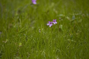 peu délicat printemps fleur sur vert Prairie Contexte photo