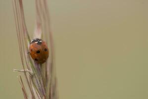 petit délicat coccinelle dans fermer séance sur une seigle oreilles sur une neutre Contexte photo