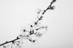 brindille de épanouissement fruit arbre sur une blanc Contexte photo