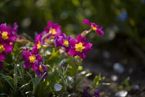 petit rose fleurs croissance dans une chaud été jardin dans fermer photo