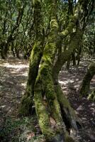 original tertiaire forêt sur le Espagnol sur le canari île de la gomera photo