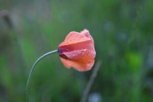 rouge délicat été coquelicot sur vert Prairie Contexte photo