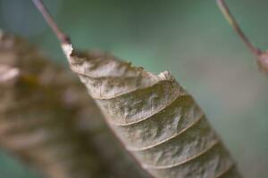 marron l'automne feuilles sur une vert Contexte fermer photo