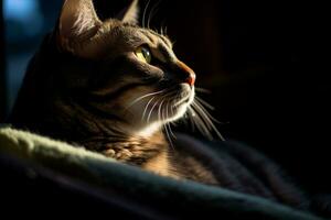 une chat séance dans le Soleil avec ses yeux fermé génératif ai photo