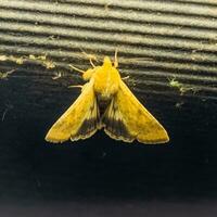 fermer de blé ver de l'oreille papillon de nuit ou helicoverpa zea contre une embrasé lampe dans le soir. photo