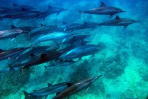grand groupe de dauphins photo