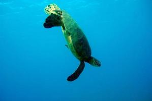 tortue de mer nageant sous l'eau à hawaii