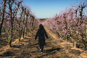 femme en marchant par des champs de floraison pêche des arbres dans printemps. photo