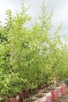 lawsonie inermis aussi appelé mehndi arbre sur ferme photo
