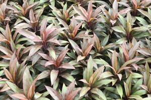 cordyline fruticosa communément appelé ti plante sur ferme photo