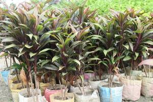 cordyline fruticosa communément appelé ti plante sur ferme photo