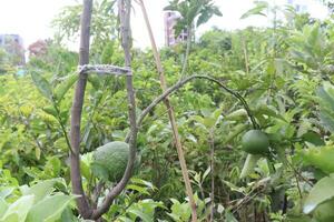 agrumes citron pendaison sur le arbre dans ferme photo