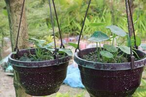 hydrocotyle vulgaris plante sur pot dans ferme photo