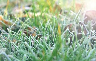 givre sur vert herbe. congelé herbe sur le sol. photo