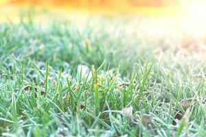 givre sur vert herbe. congelé herbe sur le sol. photo