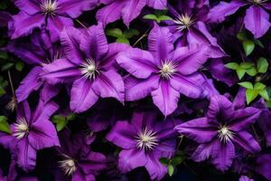 épanouissement clématite dans le jardin. photo