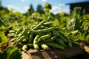 vert des haricots croissance dans une jardin dans été. photo