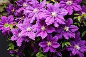 épanouissement clématite dans le jardin. photo