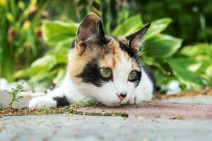 mignonne Jeune tricolore égarer chat mensonges. photo