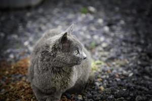 chat gris dans la rue photo