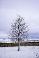 arbre solitaire dans la neige