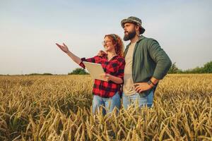 famille agricole profession. homme et femme sont cultiver blé. elles ou ils sont examiner le progrès de les plantes. photo