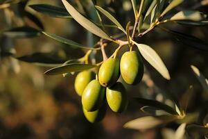 sélectif concentrer coup de un olive arbre branche plein de le des fruits photo