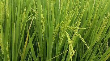 riz champ dans le matin, fermer de riz plante. photo