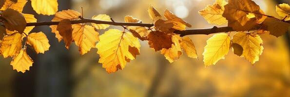 l'automne feuilles sur le Soleil et flou des arbres pour tomber Contexte. génératif ai photo