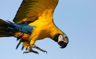 coloré écarlate Jaune vert ara perroquet en volant avec tendu avec groupe dans brillant bleu ciel Contexte photo