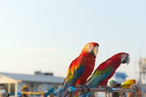 proche en haut de coloré écarlate ara perroquet animal de compagnie perche sur perchoir branche avec bleu clair ciel Contexte photo