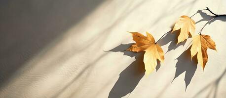 ombragé feuilles améliorer leur beauté photo