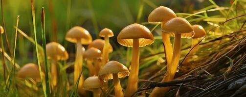 ai génératif Orange mycène champignons croissance sauvage dans le vert herbe photo