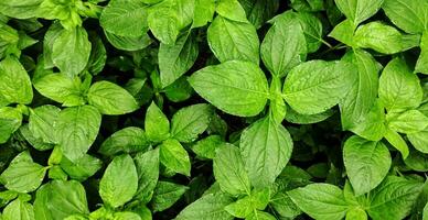 une proche en haut de une grand vert feuillu plante Naturel Contexte photo