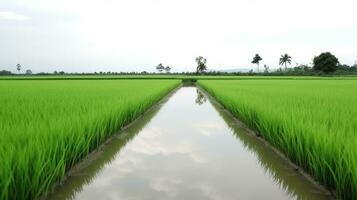 riz champ sur une blanc arrière-plan, isoler, Naturel produit. ai généré. photo