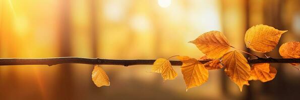 l'automne feuilles sur le Soleil et flou des arbres pour tomber Contexte. génératif ai photo